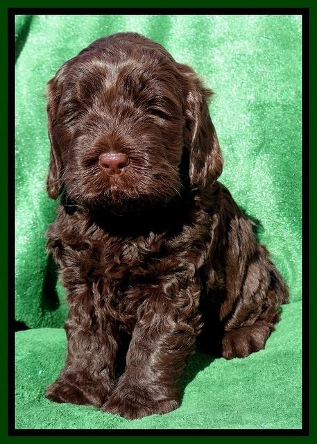 Darling Hero pups 5 wks old 281