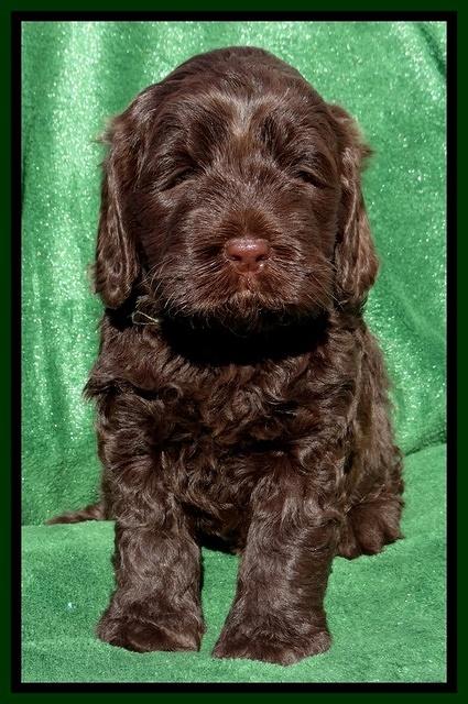Darling Hero pups 5 wks old 291