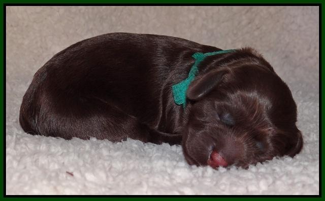 Darling Hero pups newborn 046