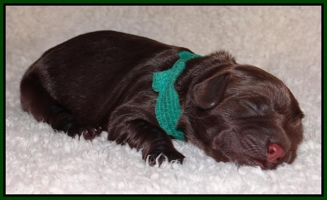 Darling Hero pups newborn 049