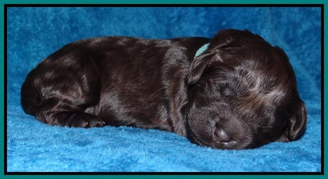 Darling Hero pups 1 wk old 211