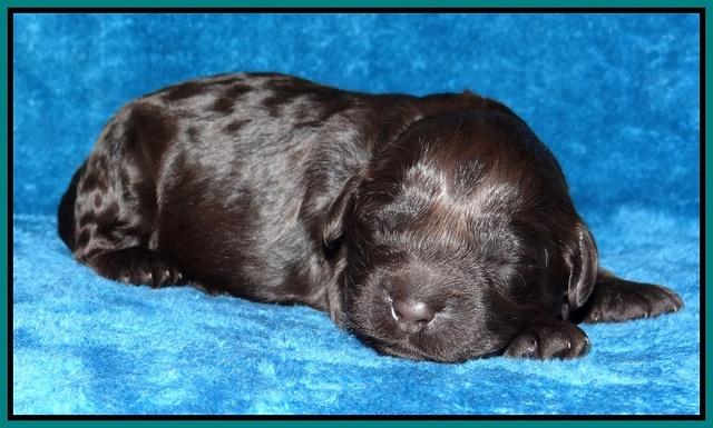 Darling Hero pups 1 wk old 221