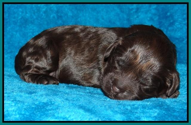 Darling Hero pups 1 wk old 241