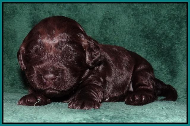 Darling Hero pups 2 wks old 075