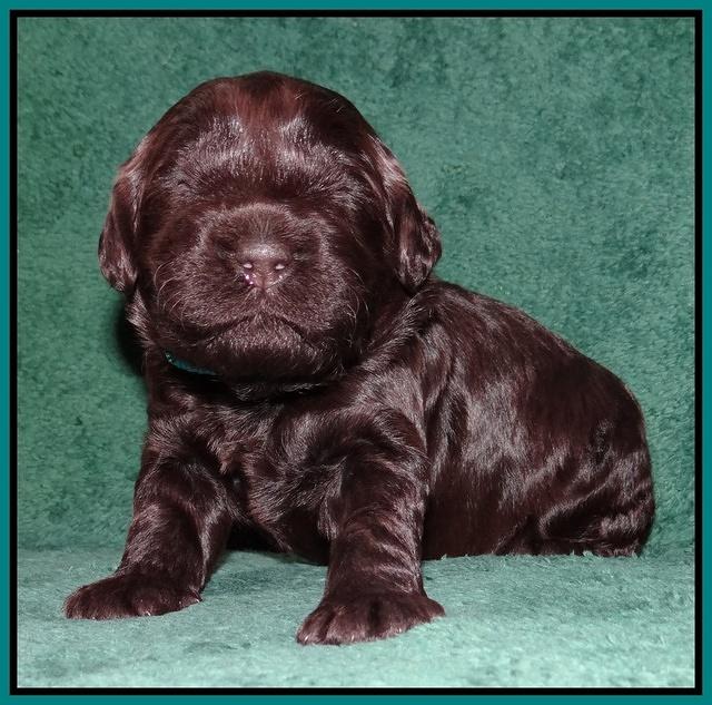 Darling Hero pups 2 wks old 086