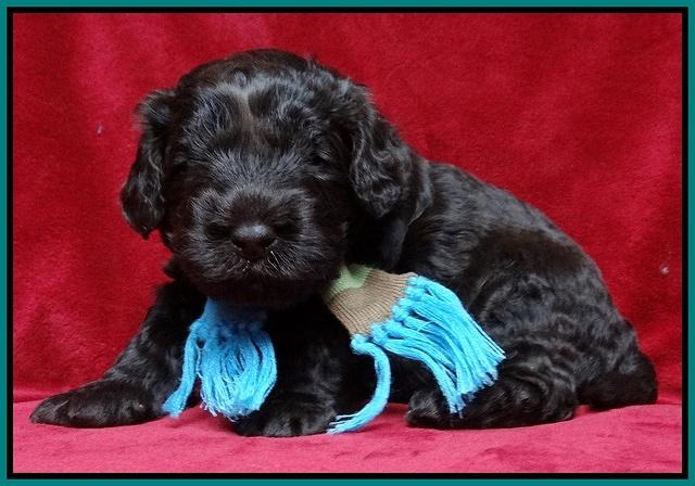 Darling Hero pups 3 wks old 231