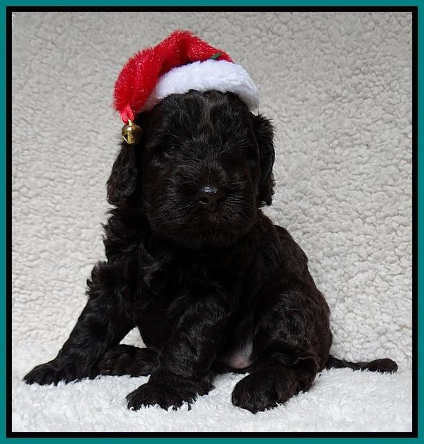 Darling Hero pups 4 wks old 109