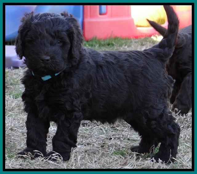 Darling Hero pups 5.2 weeks 181