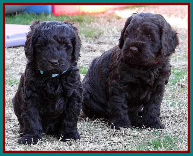 Darling Hero pups 5.2 weeks 241