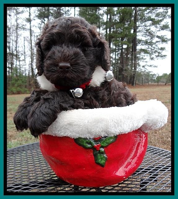 Darling Hero pups 6 wks old 371