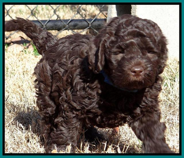 Darling Hero pups 7 wks old 371