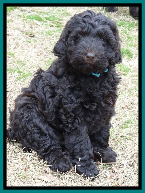 Darling Hero pups 7.5 weeks old 241
