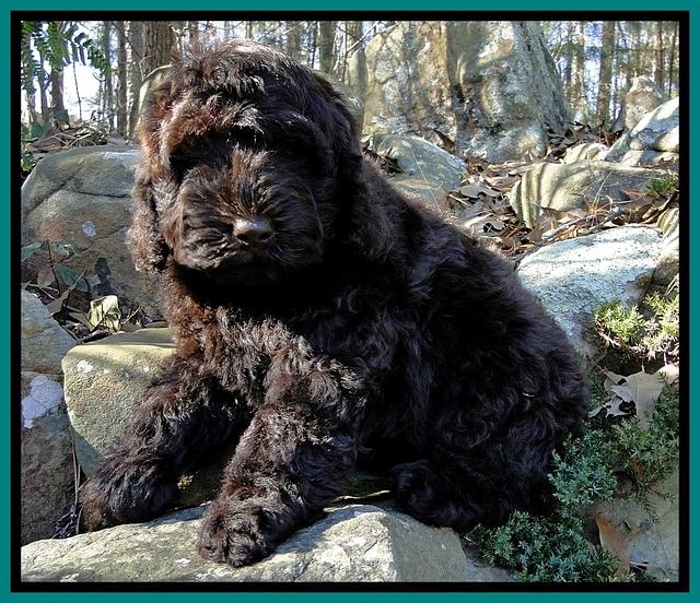 Darling Hero pups 8 wks old 026