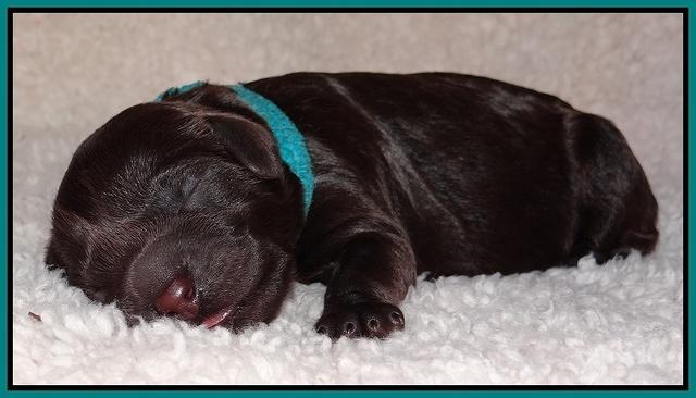 Darling Hero pups newborn 054