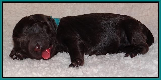 Darling Hero pups newborn 056