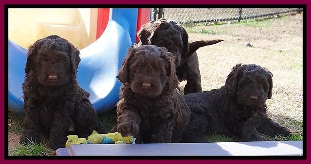Darling Hero pups 5.2 wks old 321