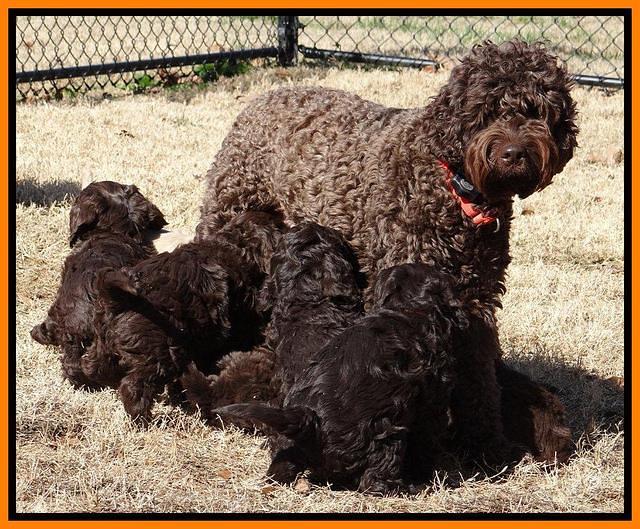 Darling Hero pups 7 wks old 411