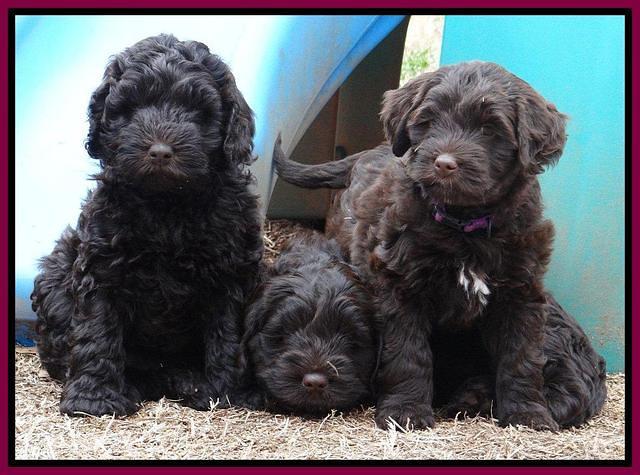 Darling Hero pups 7 wks old 441