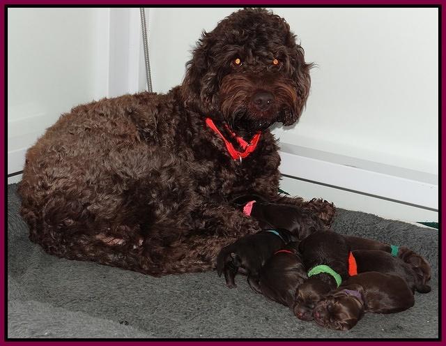 Darling Hero pups newborn 001