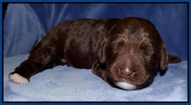 Xana Texas pups 1 wk old 016
