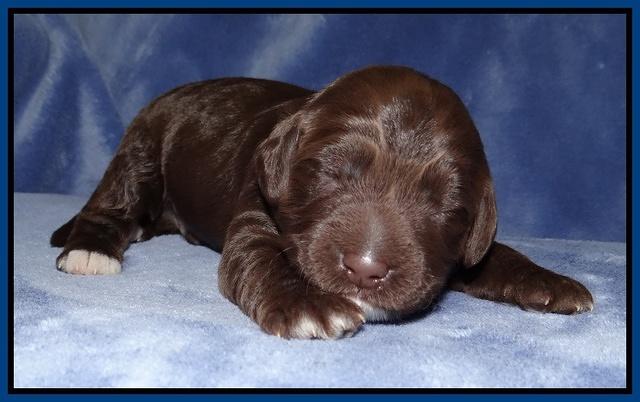 Xana Texas pups 1 wk old 020