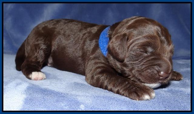 Xana Texas pups 1 wk old 021
