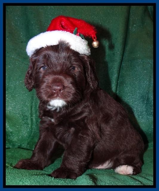 Xana Texas pups 4 weeks old 012