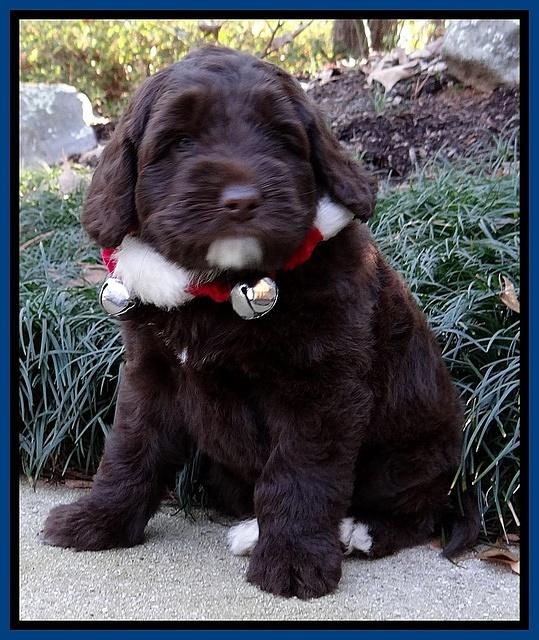 Xana Texas pups 6 wks old 41