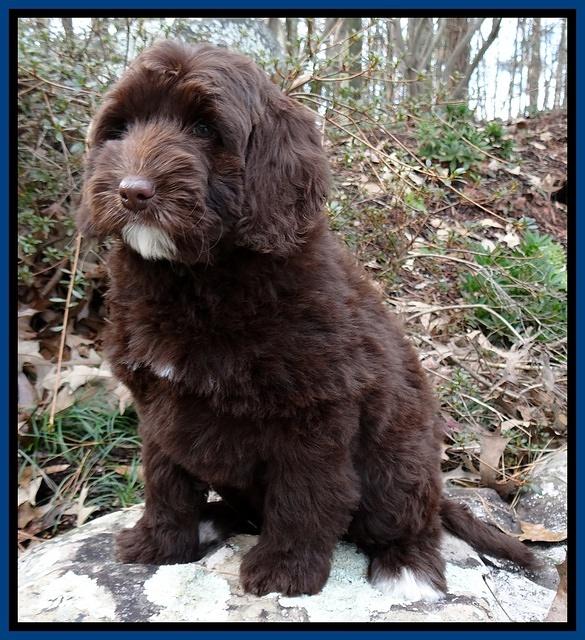 Xana Texas pups 8 weeks old 002