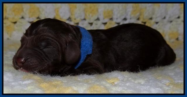 Xana Texas pups newborn 11