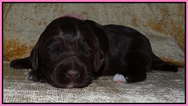 Xana Texas pups 2 wks old 004