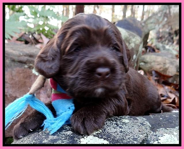 Xana Texas pups 3 wks old 026
