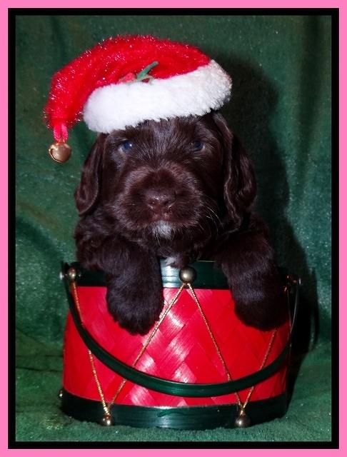 Xana Texas pups 4 weeks old 023