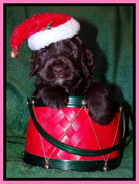 Xana Texas pups 4 weeks old 026