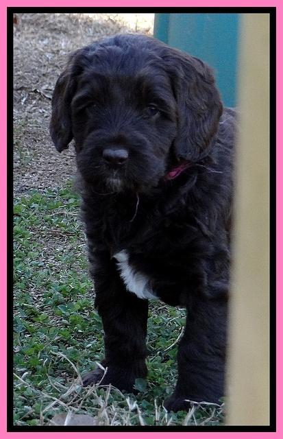 Xana Texas pups 5 wks old 32