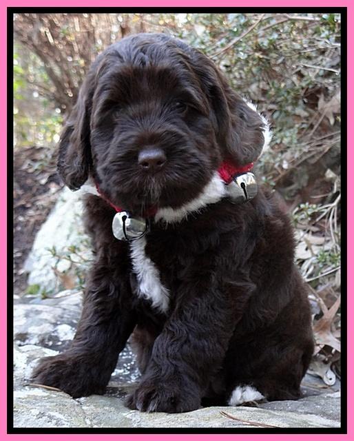 Xana Texas pups 6 wks old 51