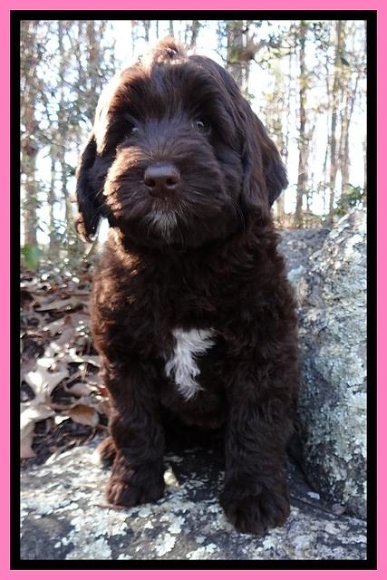 Xana Texas pups 8 wks old 008