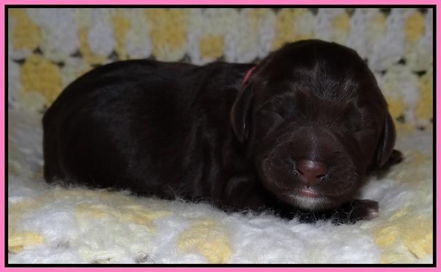 Xana Texas pups newborn 41