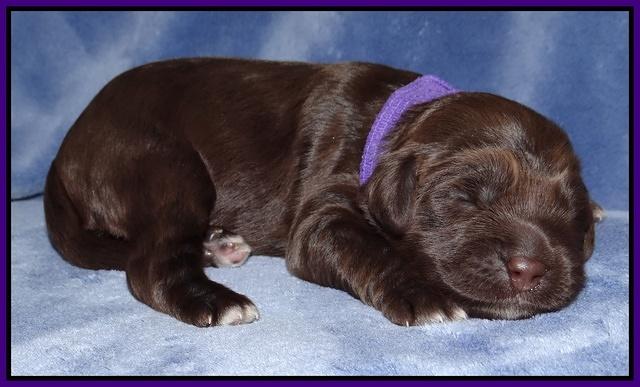 Xana Texas pups 1 wk old 036