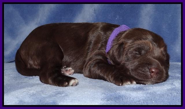 Xana Texas pups 1 wk old 037