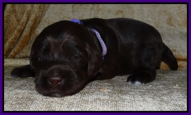 Xana Texas pups 2 wks old 012