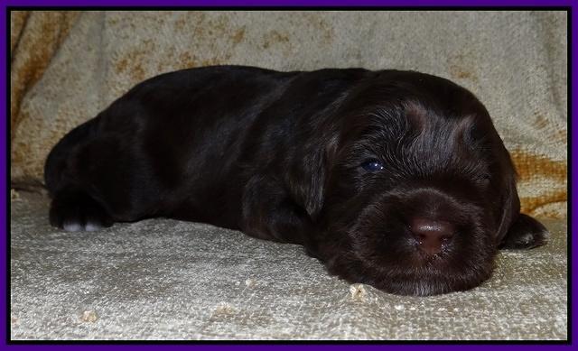 Xana Texas pups 2 wks old 017