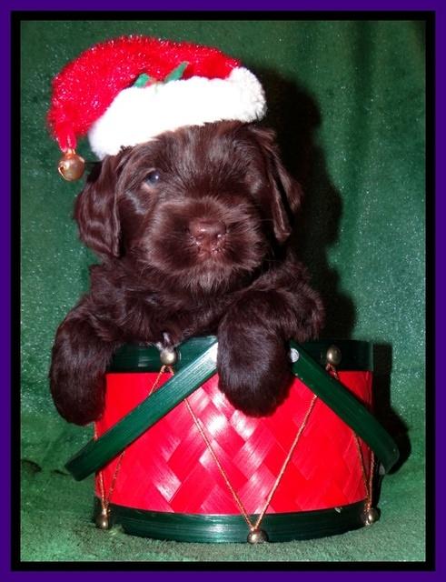 Xana Texas pups 4 weeks old 045