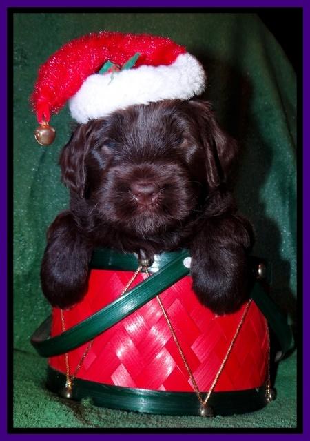 Xana Texas pups 4 weeks old 047