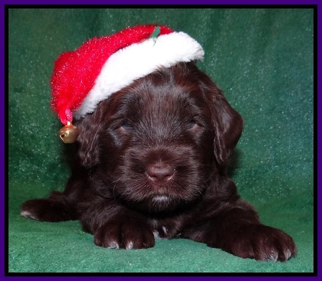 Xana Texas pups 4 weeks old 052