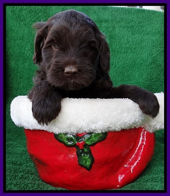 Xana Texas pups 5 wks old 61_2