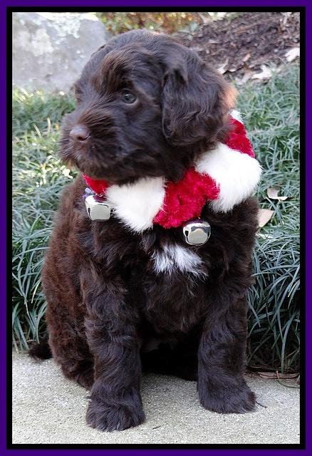 Xana Texas pups 6 wks old 91