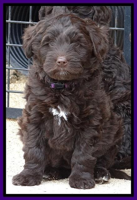 Xana Texas pups 7 wks old 045