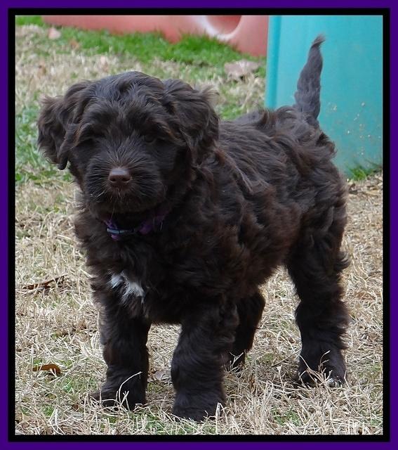 Xana Texas pups 7 wks old 101