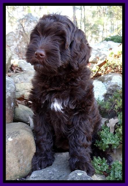 Xana Texas pups 8 wks old 21